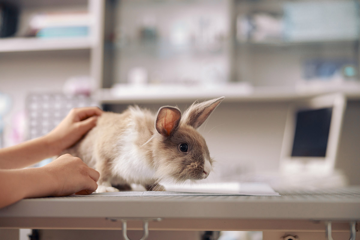 Clínica veterinaria Malla Pratdesaba